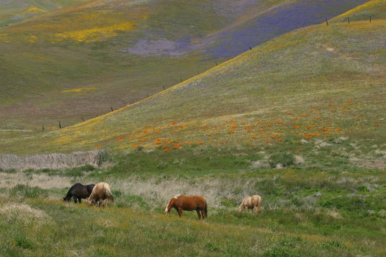 Gorman pasture wildflowers
