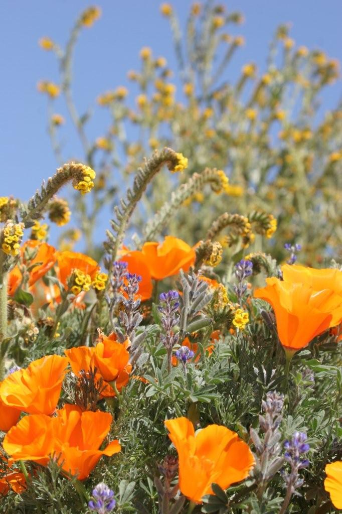 Poppies