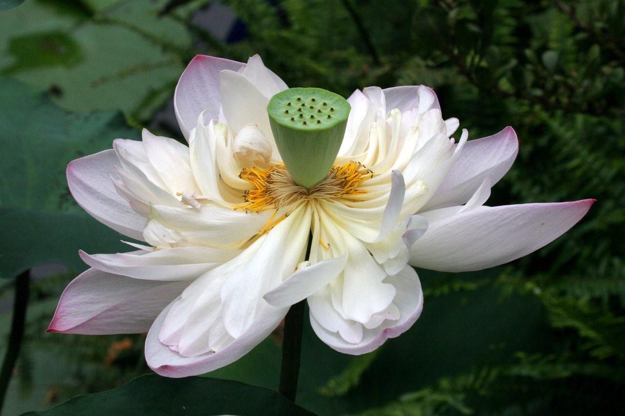 Lotus flower
